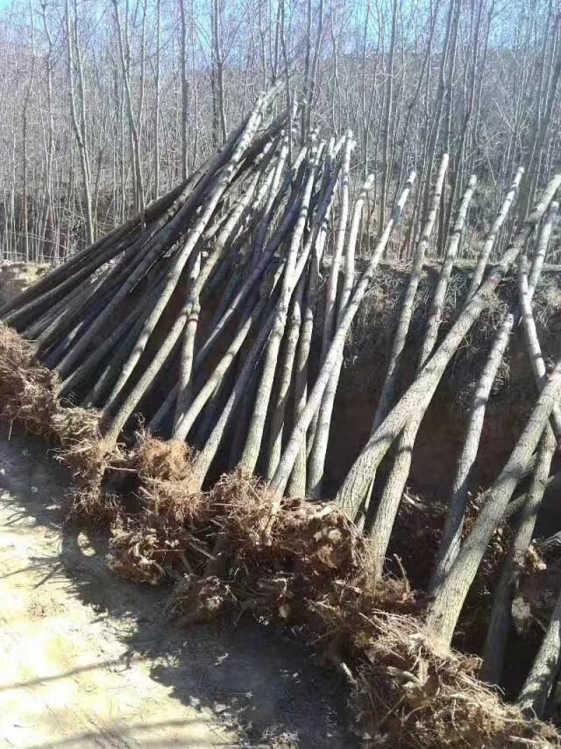国槐山西，根系发达，成活率高。货源充足价格实惠。