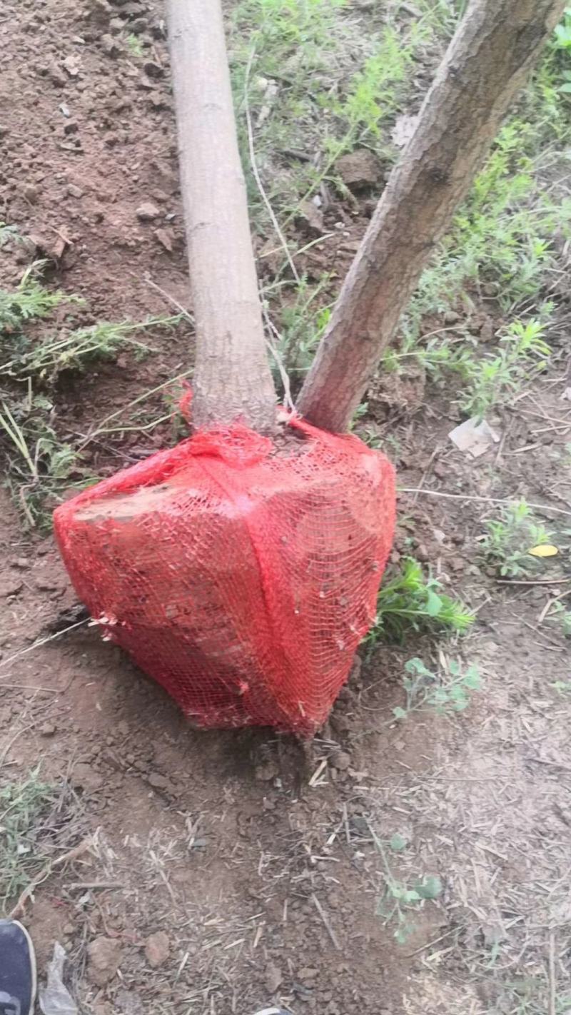 国槐山西，根系发达，成活率高。货源充足价格实惠。
