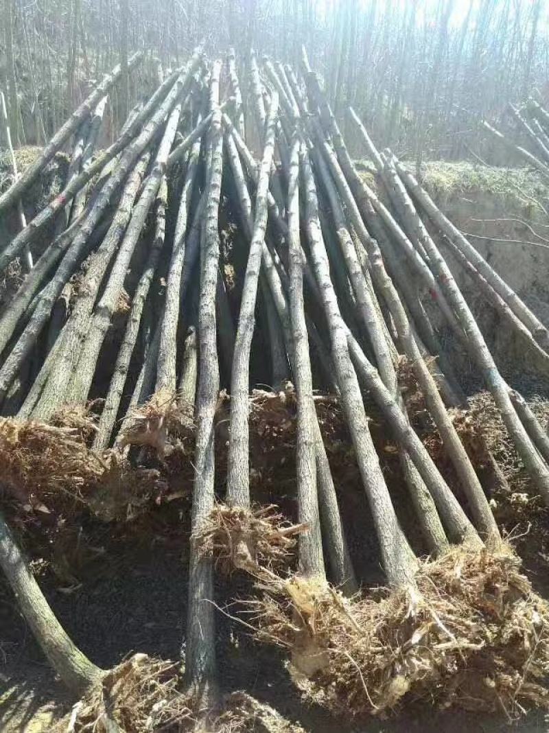 国槐山西，根系发达，成活率高。货源充足价格实惠。
