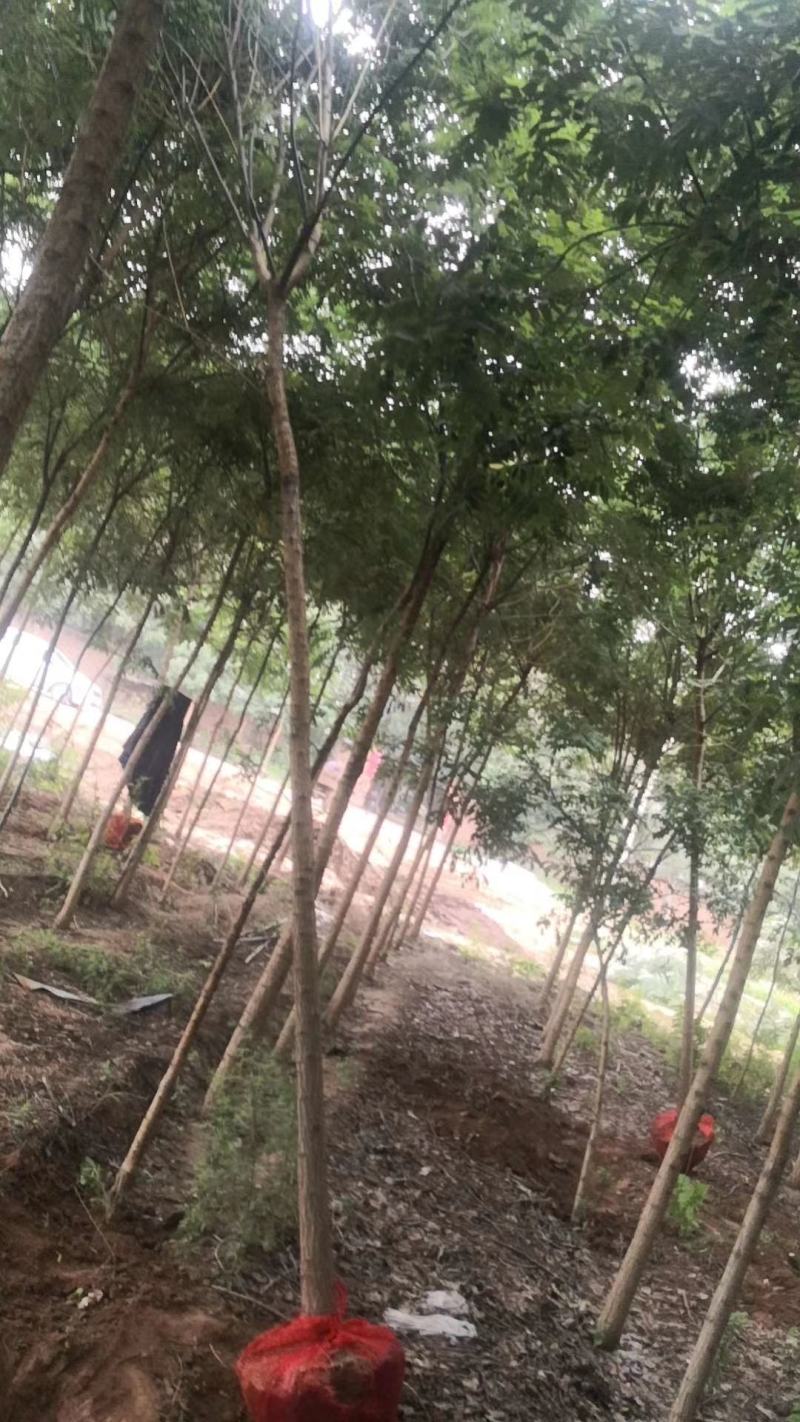 国槐山西，根系发达，成活率高。货源充足价格实惠。