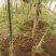 国槐山西,根系发达,成活率高。货源充足价格实惠。