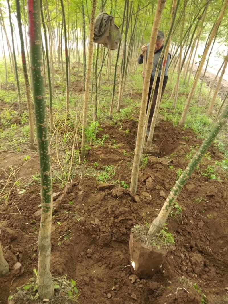 国槐山西，根系发达，成活率高。货源充足价格实惠。