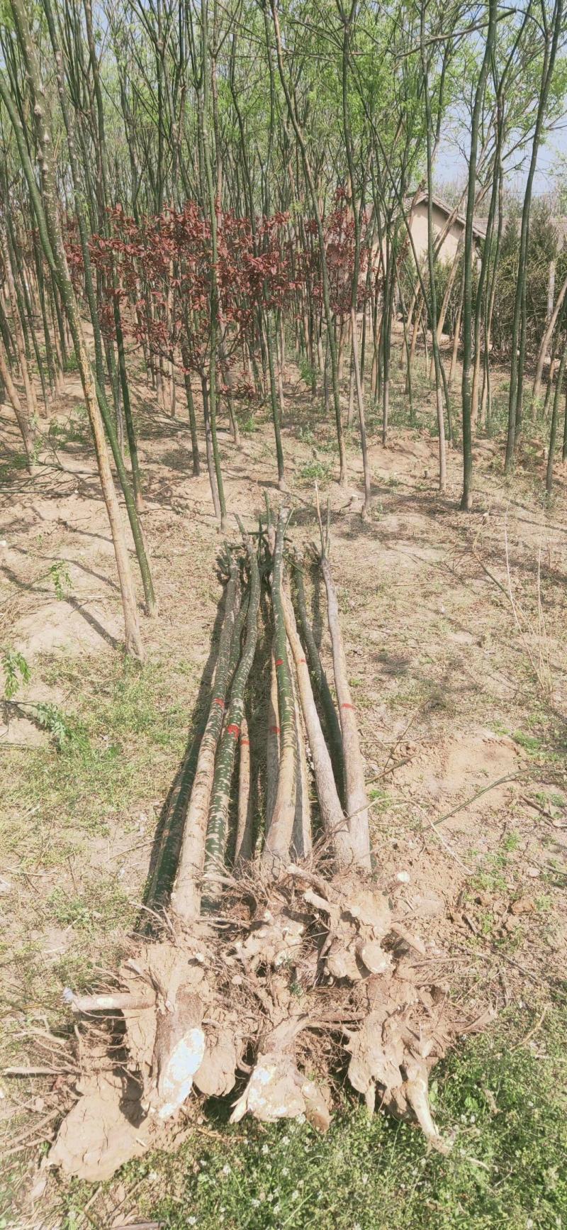国槐山西，根系发达，成活率高。货源充足价格实惠。