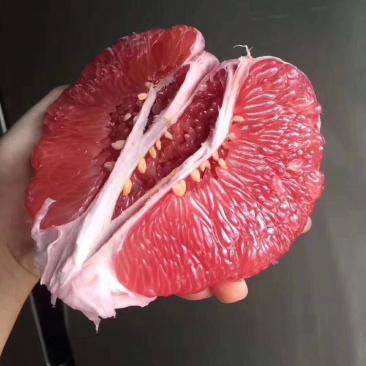 福建平和正宗琯溪蜜柚红柚，三红，黄金柚。