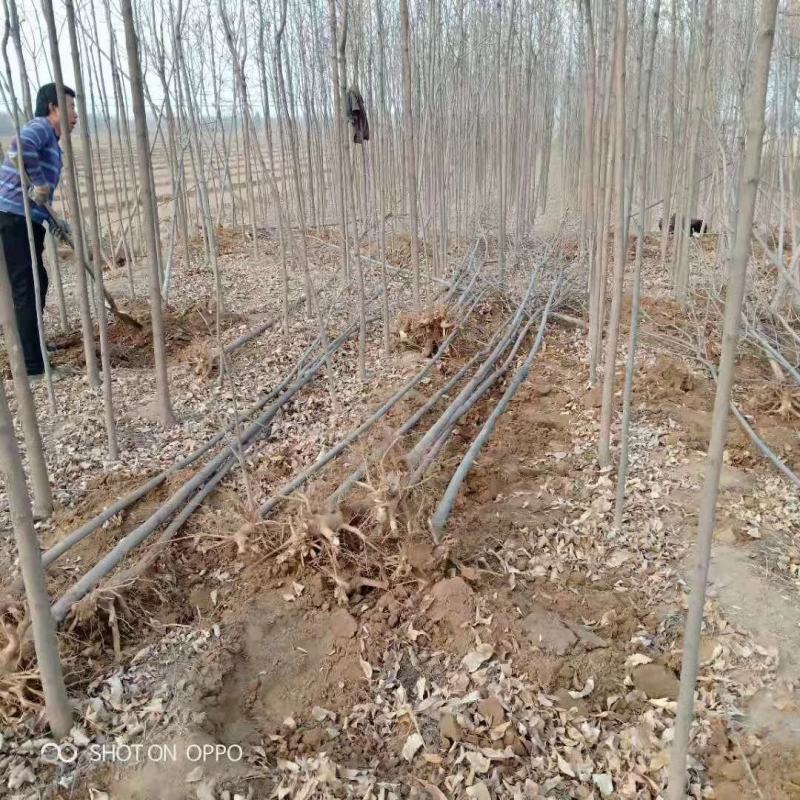白蜡山西，根系发达，成活率高，货源充足价格实惠。