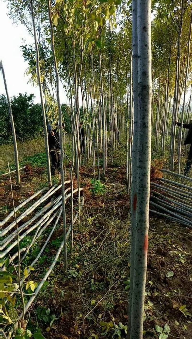 白蜡山西，根系发达，成活率高，货源充足价格实惠。
