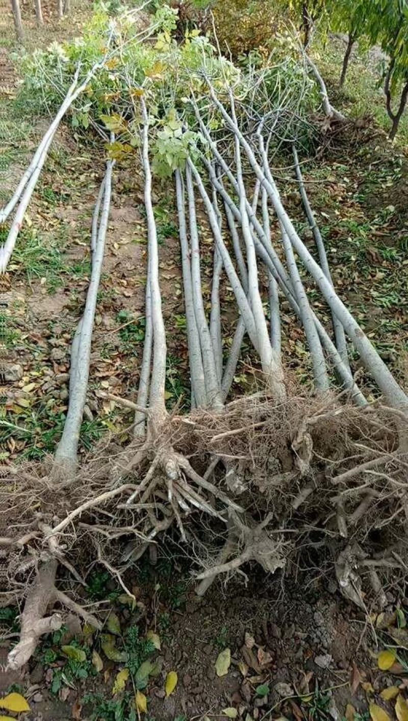 白蜡山西，根系发达，成活率高，货源充足价格实惠。