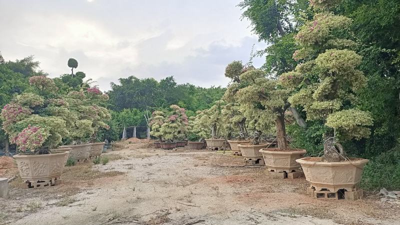 三角梅盆景，造型三角梅盆景，星光叶紫色花造型三角梅桩景