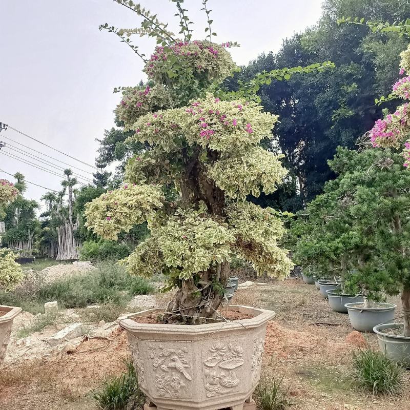 三角梅盆景，造型三角梅盆景，星光叶紫色花造型三角梅桩景