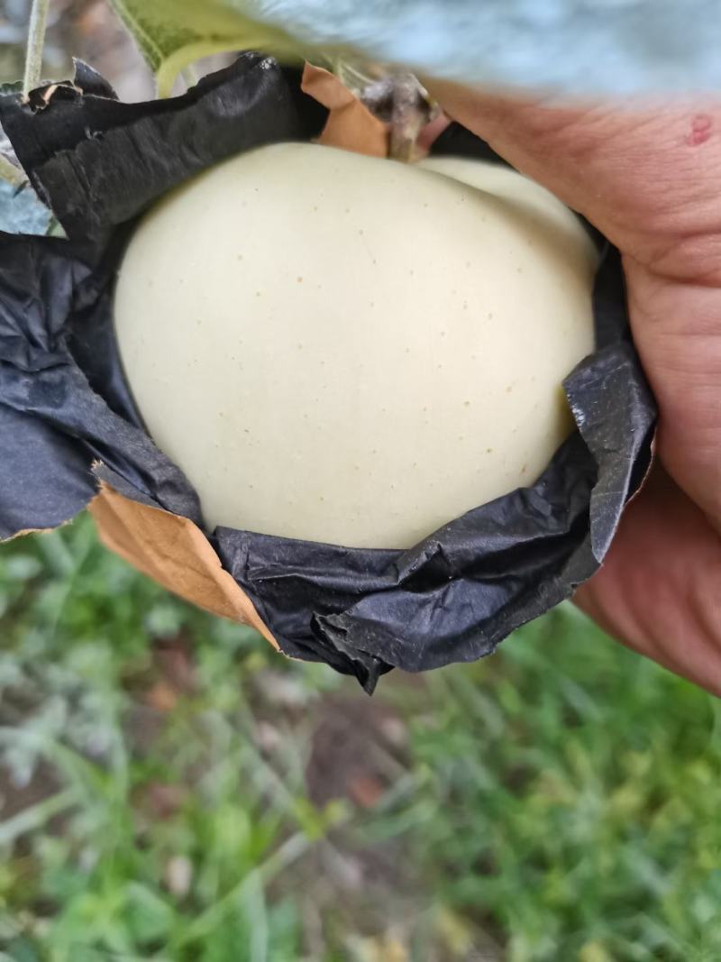 辽西绥中黄元帅正式采摘季～个大～皮毛白大量有货供应～～～