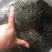 南宁现货独脚金！大量货源批发