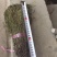 南宁现货独脚金！大量货源批发