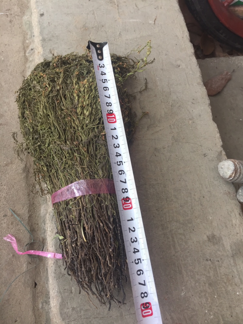 南宁现货独脚金！大量货源批发