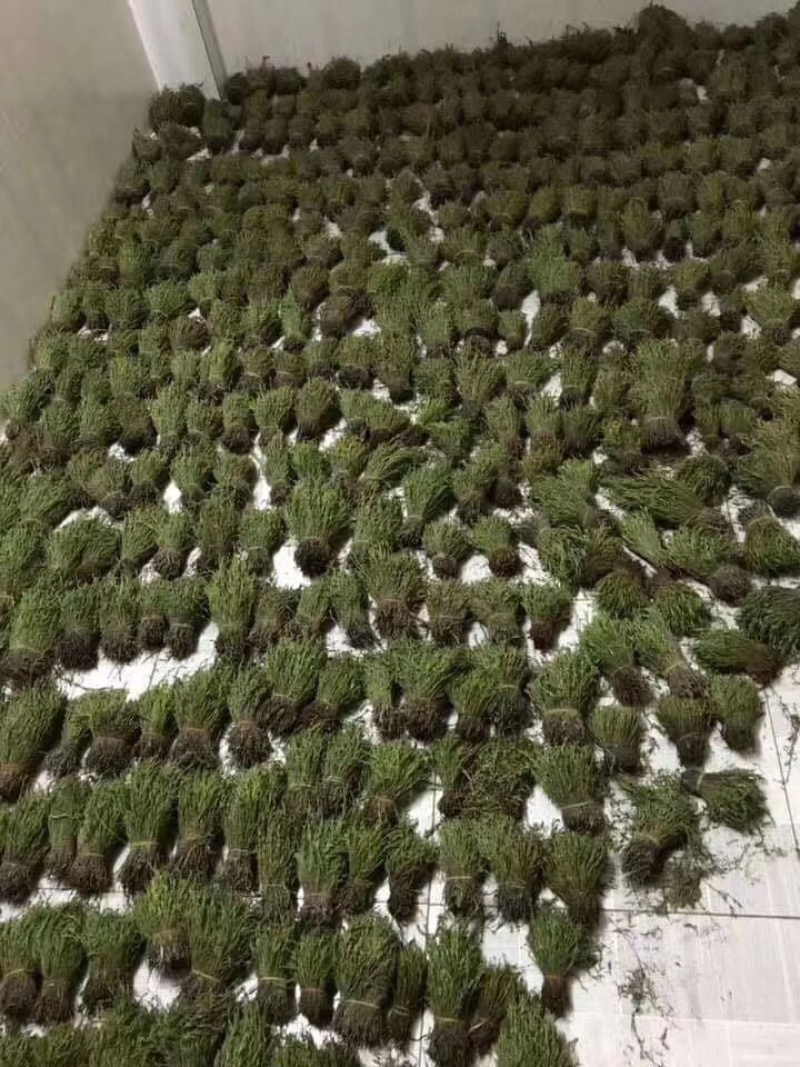 南宁现货独脚金！大量货源批发