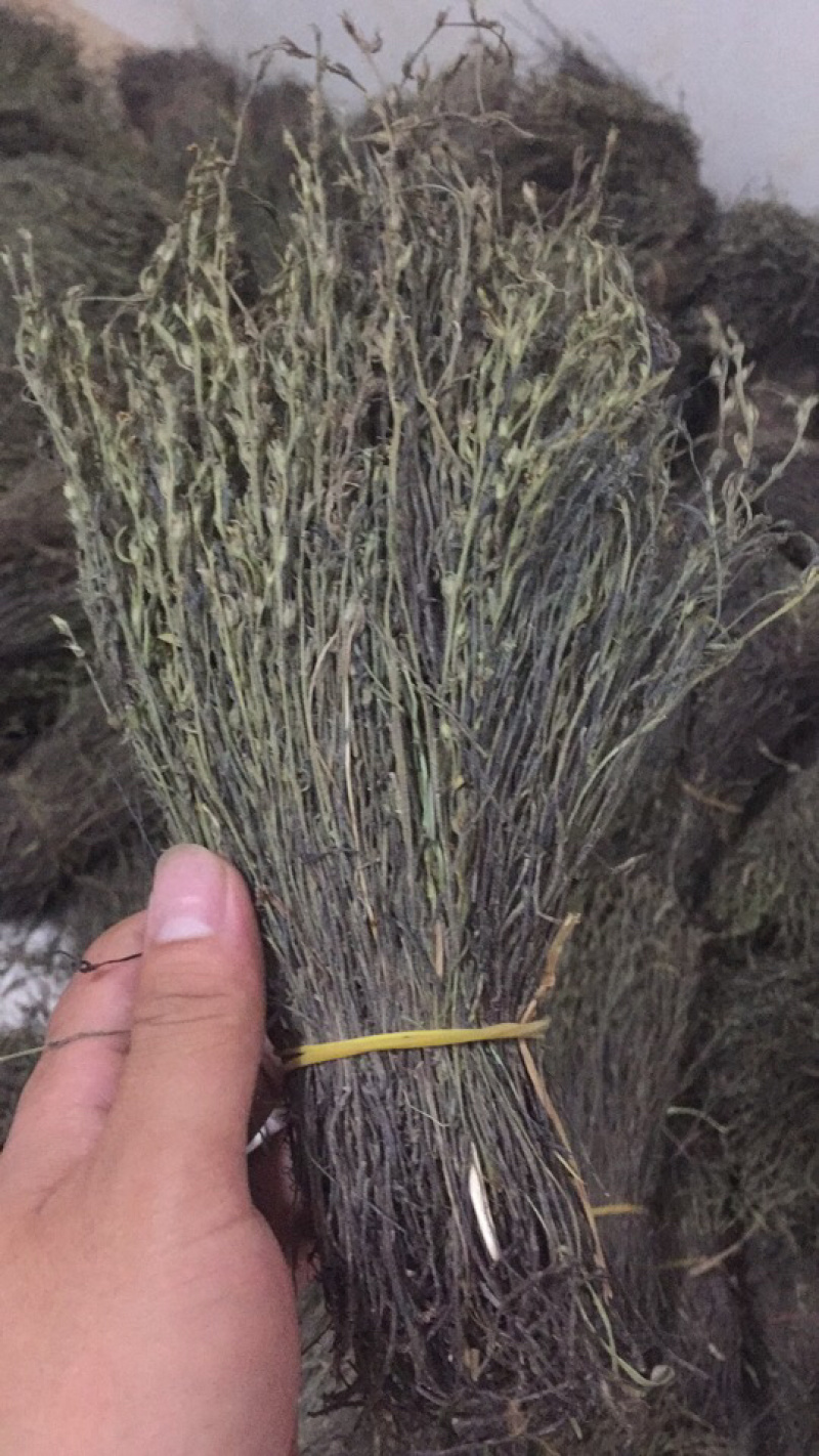 南宁现货独脚金！大量货源批发