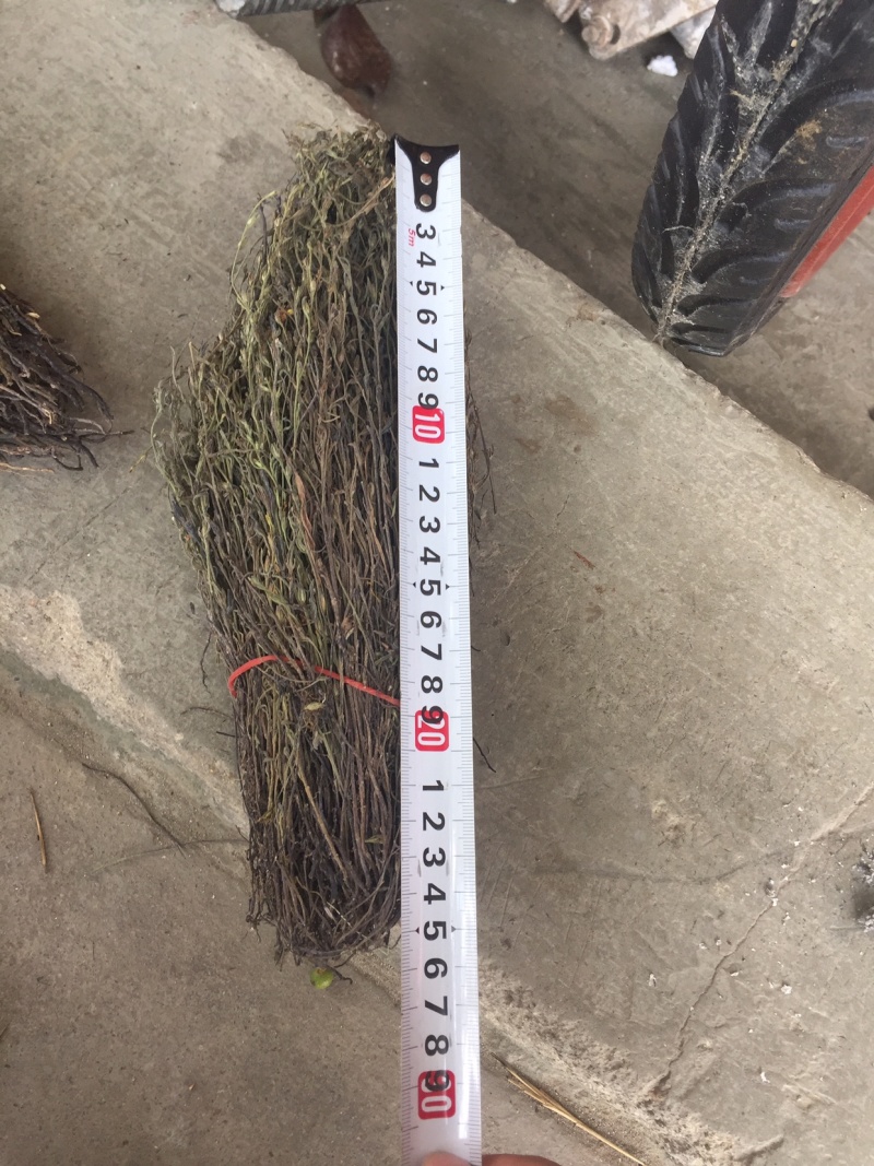 南宁现货独脚金！大量货源批发