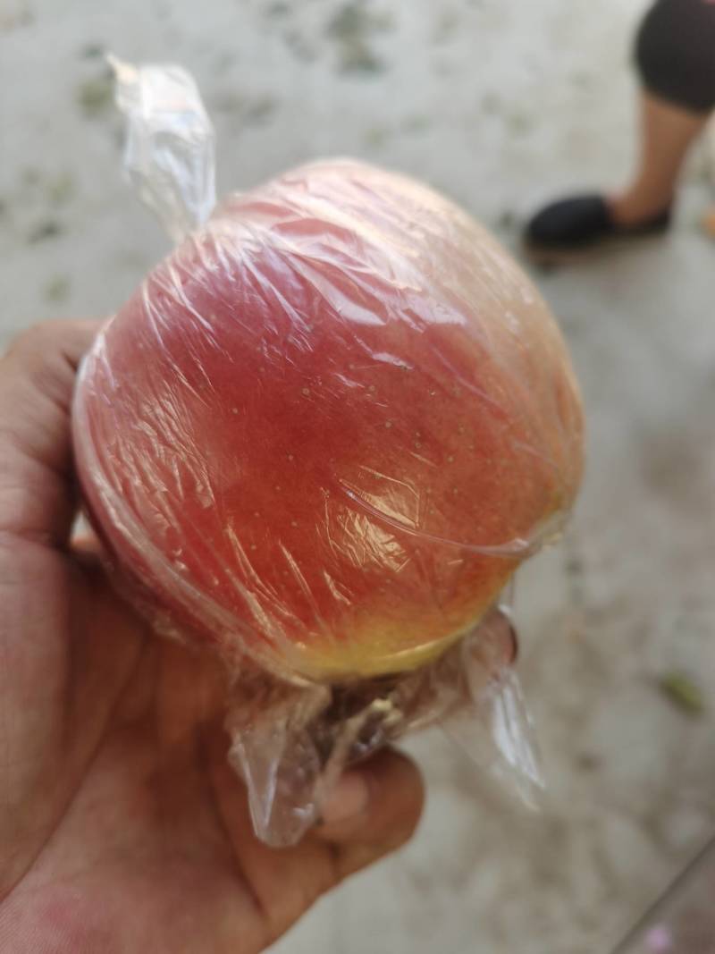 河北特产巨红苹果，甜度高于美八等其他苹果