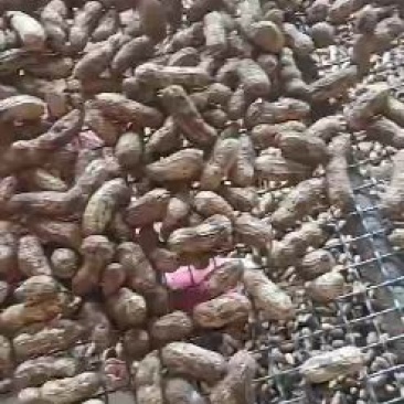 四粒红花生，质量好，量大需要联系我