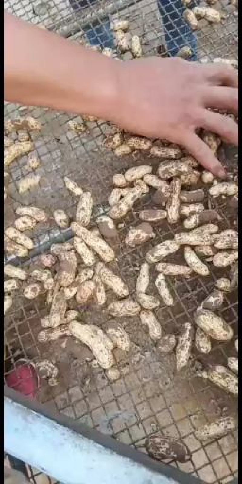 江苏徐州精品四粒红