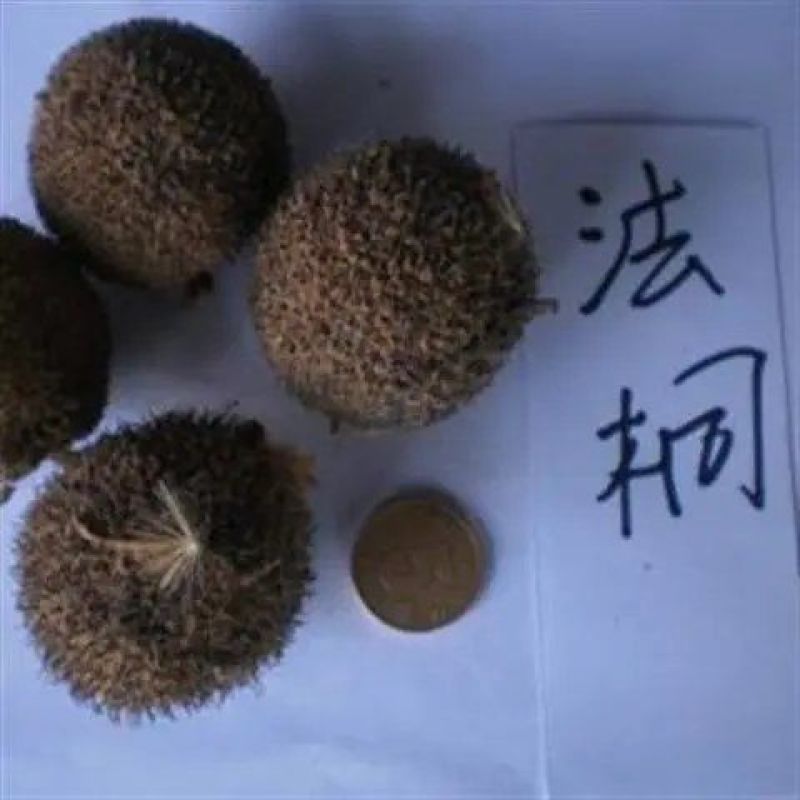 法桐树种子法国梧桐树苗祛汗树净土树悬铃木景观绿化街道当年