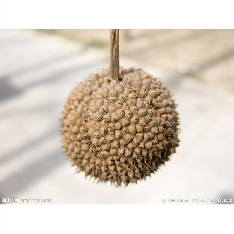 法桐树种子法国梧桐树苗祛汗树净土树悬铃木景观绿化街道当年