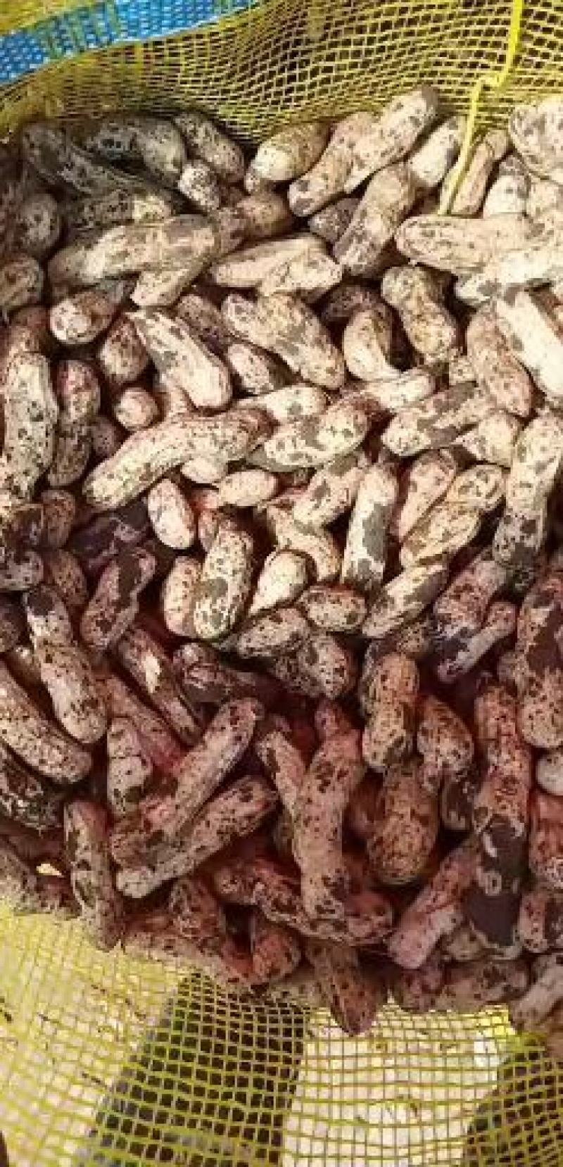 江苏省徐州市贾汪区精品四粒红花生实力带办，需要的联系