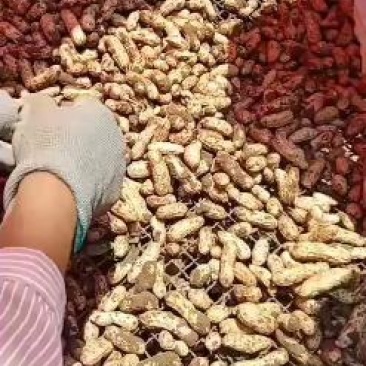 江苏省，徐州市，精品四粒红花生大量上市有需要联系我，