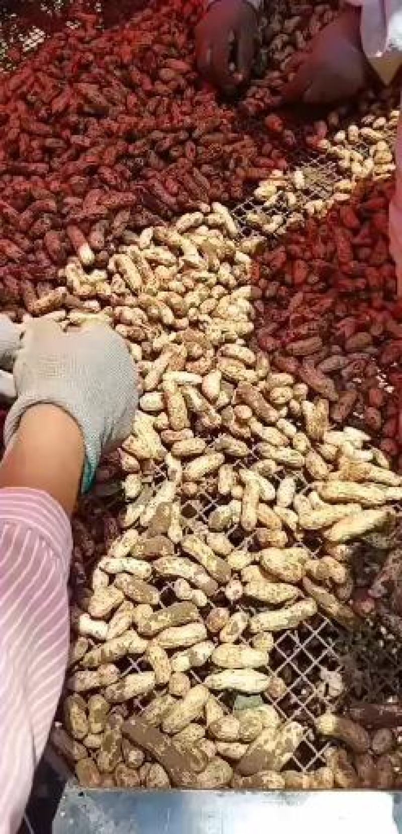 江苏省，徐州市，精品四粒红花生大量上市有需要联系我，