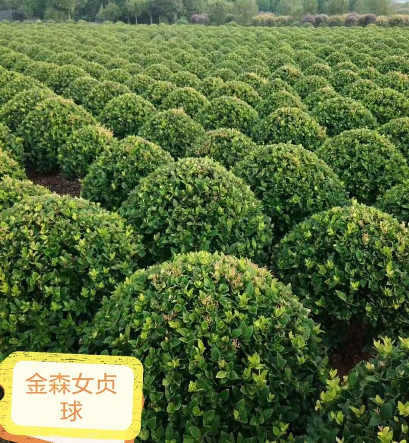 金森女贞球20一200公分精品球毛球基地直销