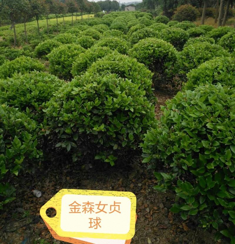 金森女贞球20一200公分精品球毛球基地直销