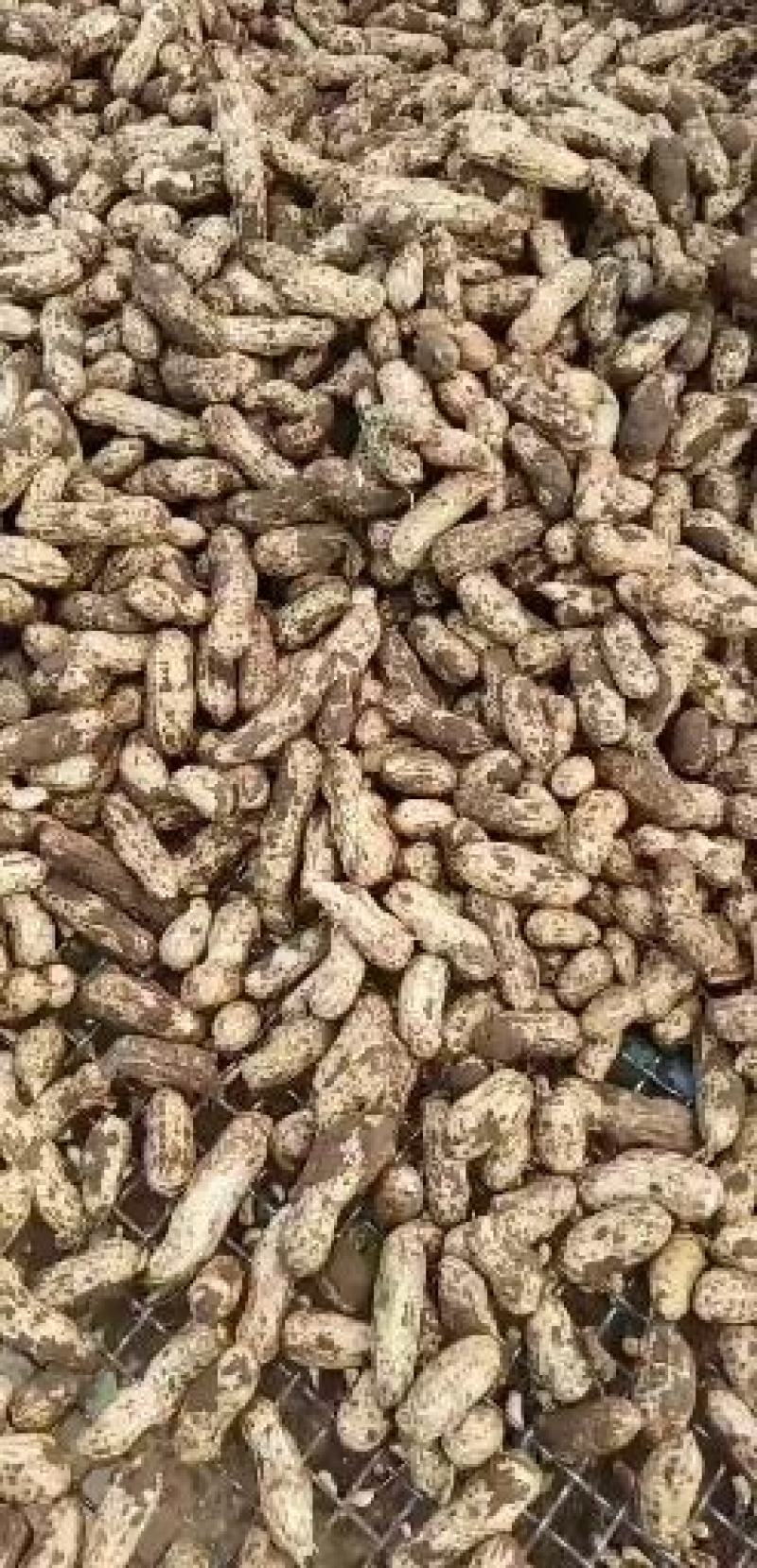 江苏省徐州市贾汪区精品四粒红花生实力带办，需要的联系