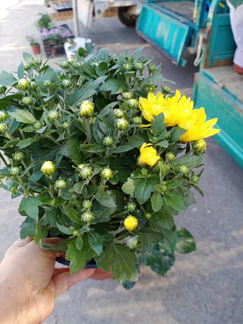 国庆菊！千头菊！租摆（国庆菊）专用花卉！种植基地