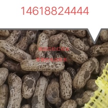 江苏徐州精品四粒红大量