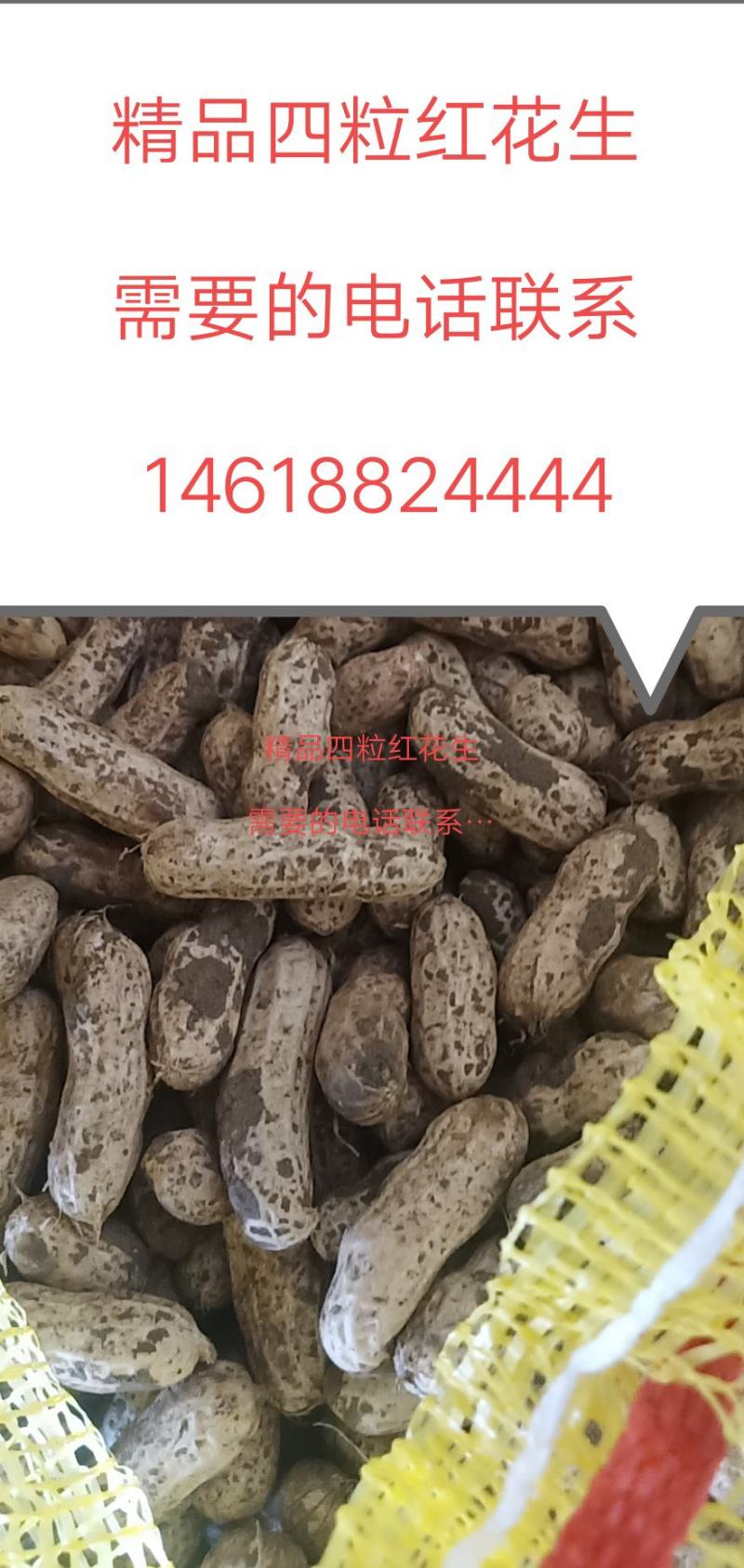 江苏徐州精品四粒红大量