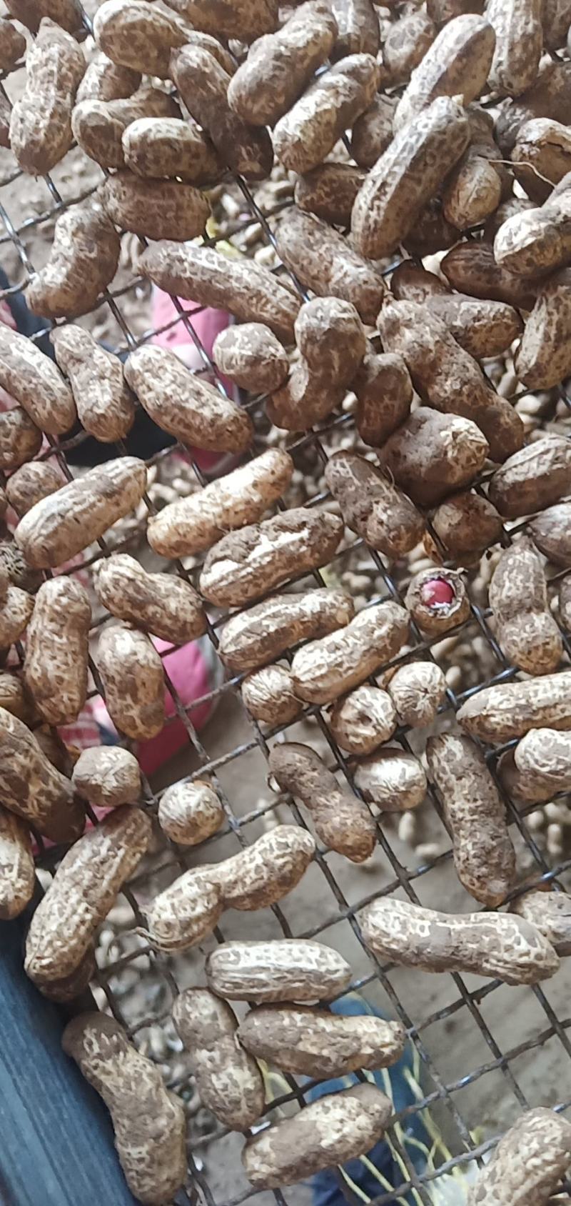 江苏徐州精品四粒红大量