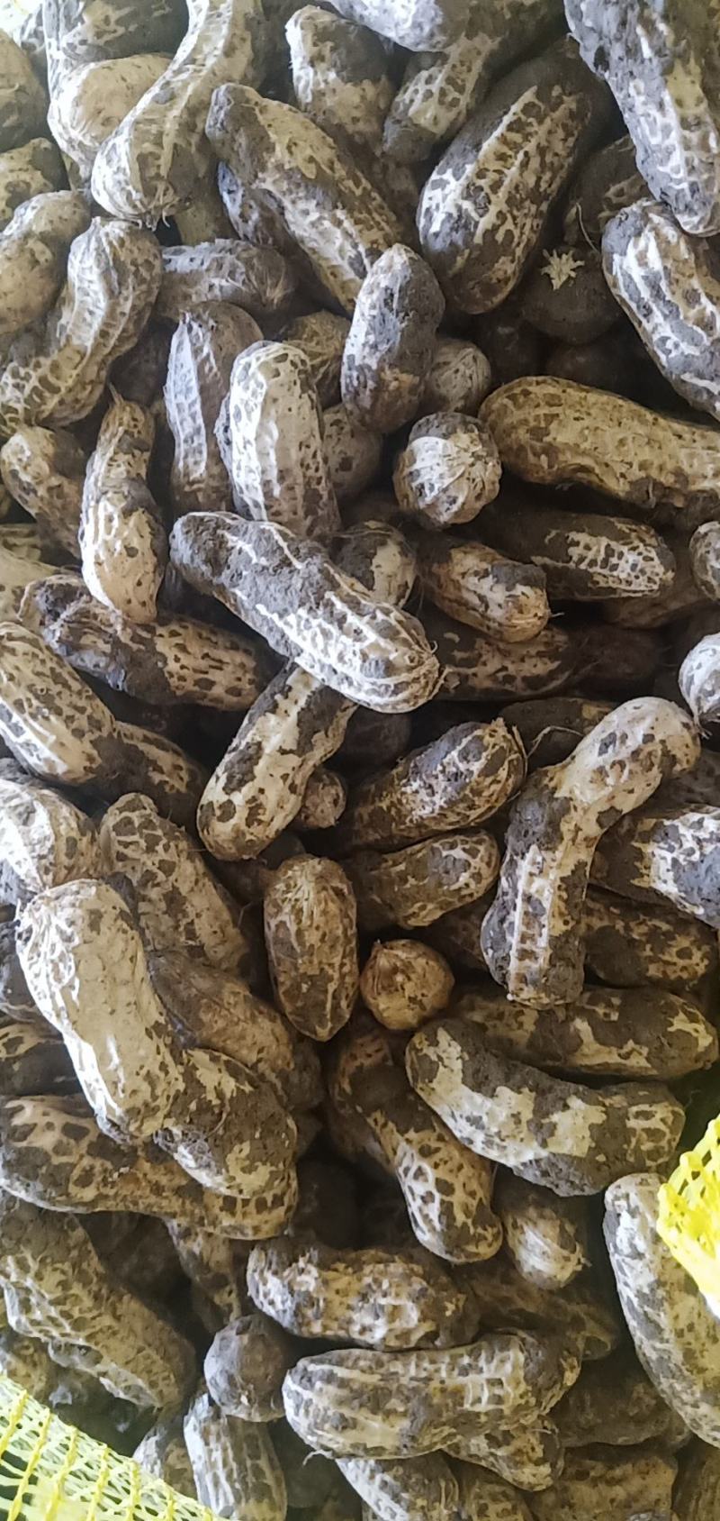 江苏徐州精品四粒红大量