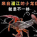 红虾精品潜江市清水小龙虾一手货源规格齐全品质保证