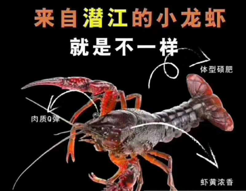 红虾精品潜江市清水小龙虾一手货源规格齐全品质保证
