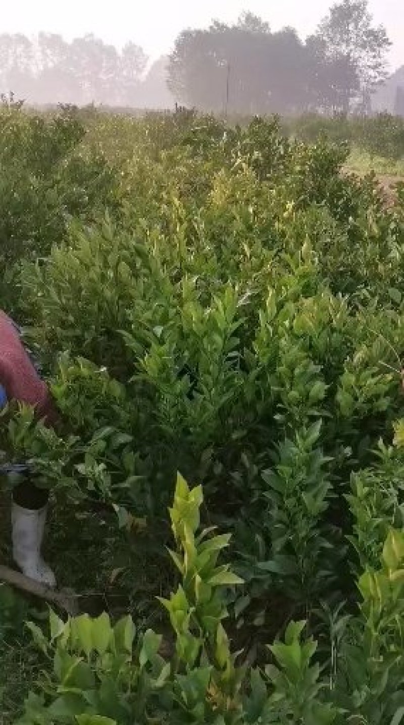 红肉挤橙苗耙耙柑大雅一号沃柑甘平爱媛明日见苗