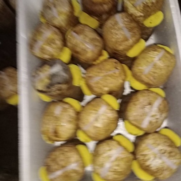 桑黄菌种桑黄菌包西峡县科达菌种厂桑黄菌种