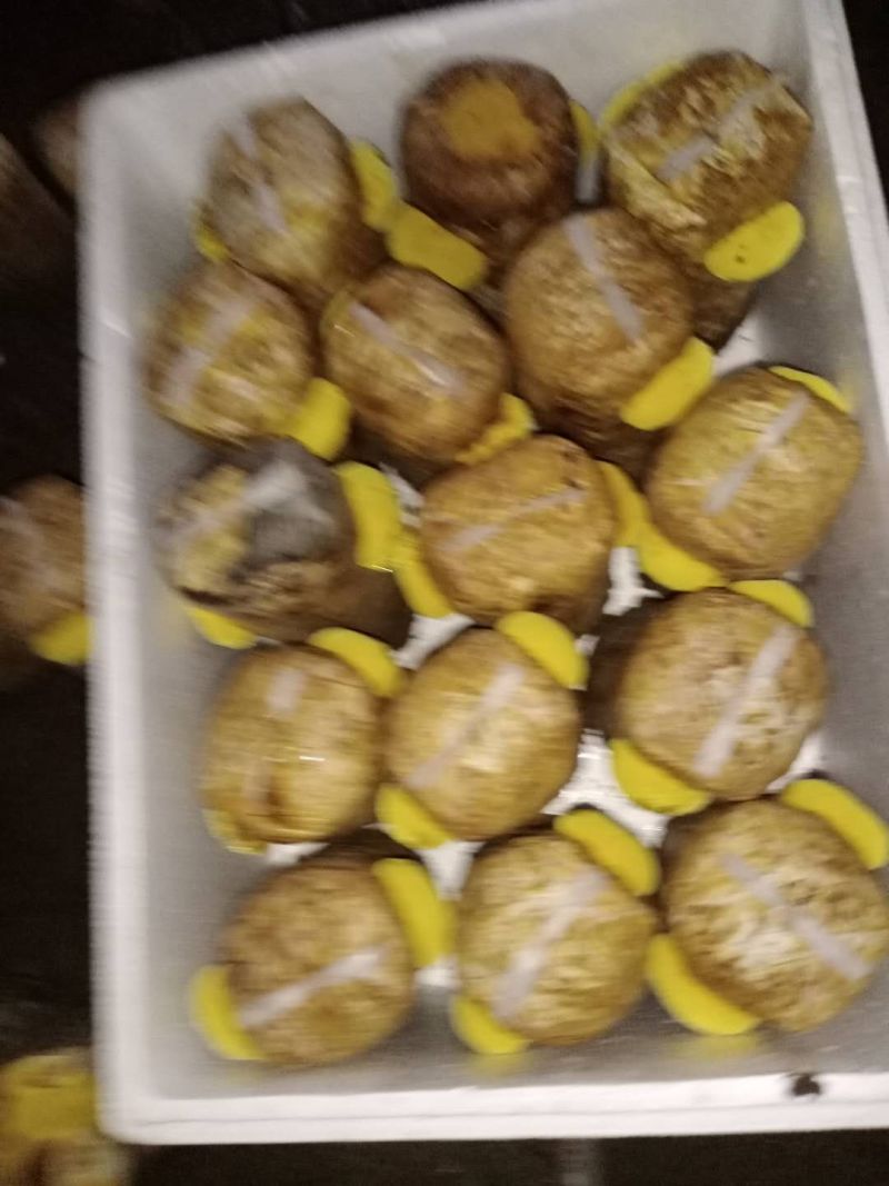 桑黄菌种桑黄菌包西峡县科达菌种厂桑黄菌种