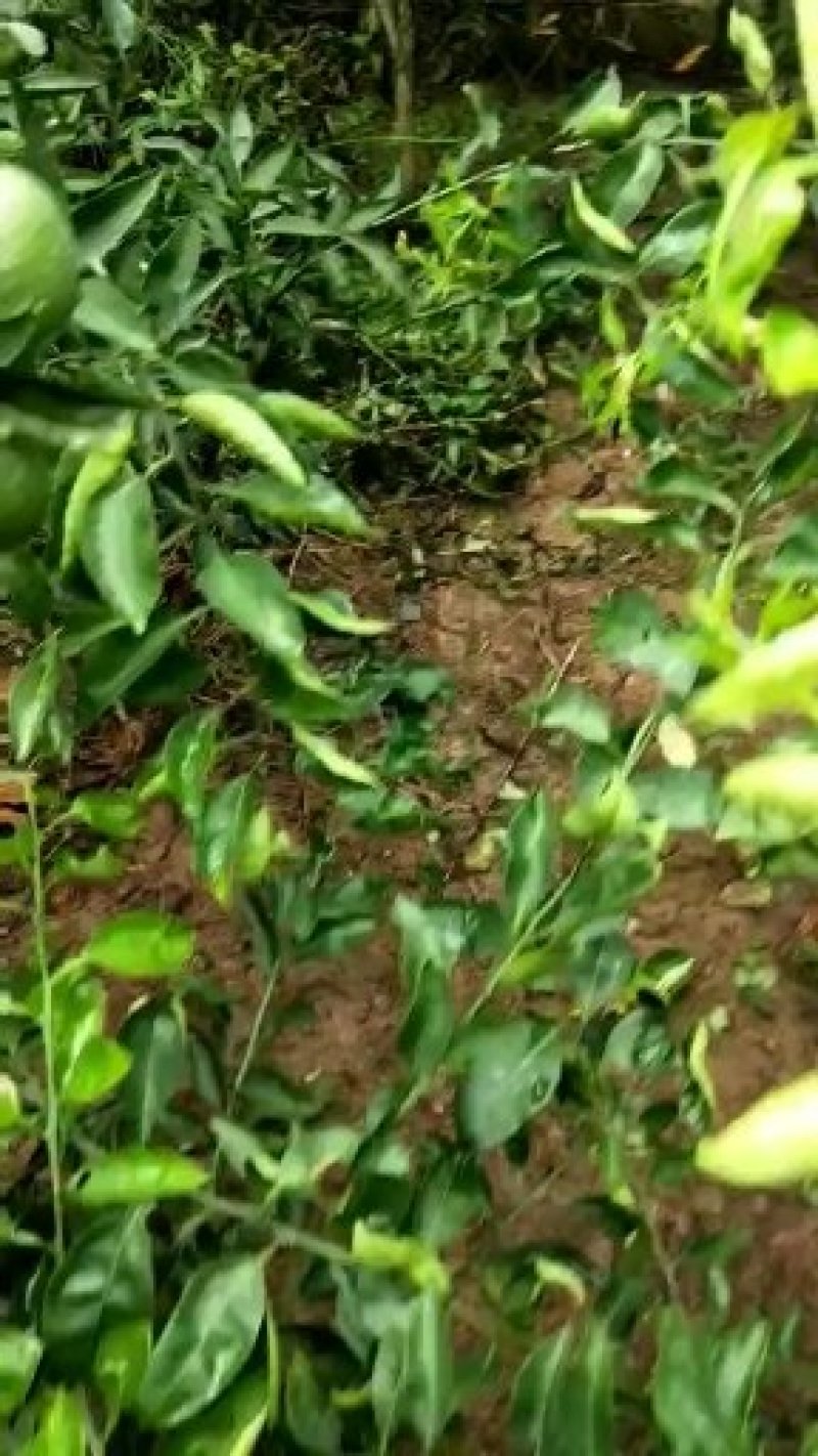 大雅一号柑橘苗，耙耙柑，丑柑，沃柑，爱媛38号，明日见。