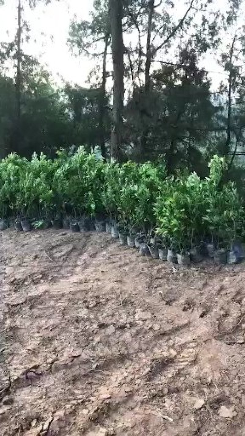 沃柑苗，耙耙柑，杂柑，大雅一号，丑柑，爱媛38号，