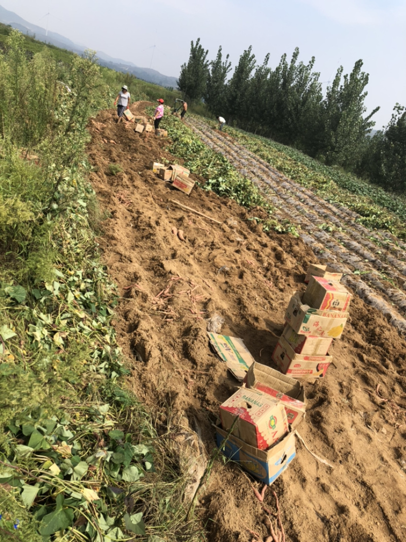 烟薯25沙土地新货保证质量不烂支持各种规格