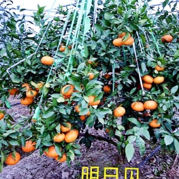 耙耙柑苗大雅一号爱媛38号沃柑丑柑及各种果树苗，隔年投产