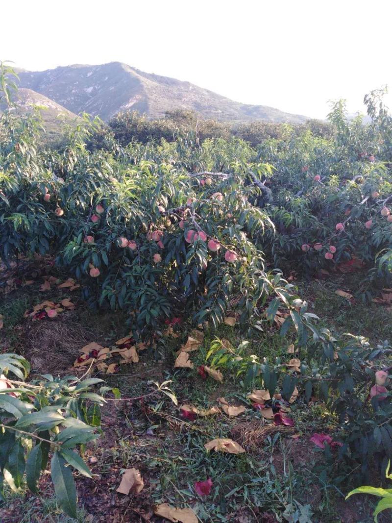 纸袋寒露蜜桃子，价格美丽，需要老板联系