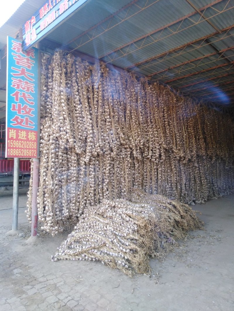 大蒜