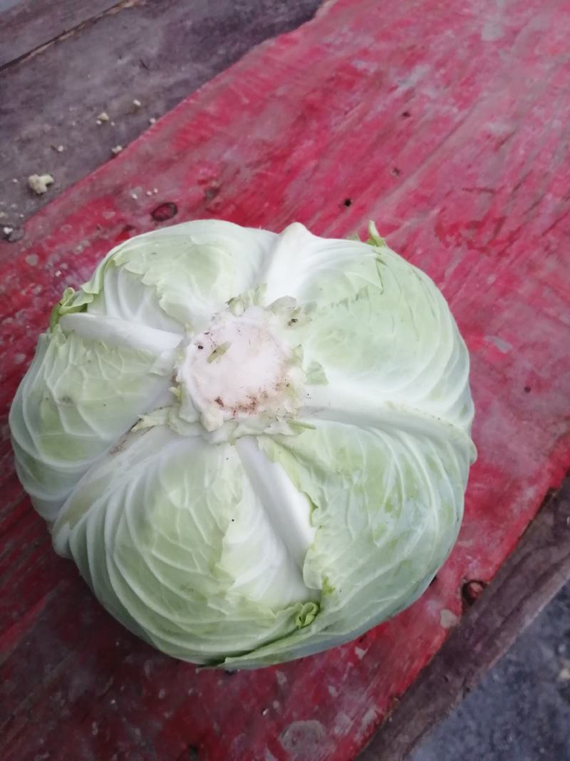 圆包菜，扁包菜，货源充足，诚信经营，质优价廉，欢迎订购。