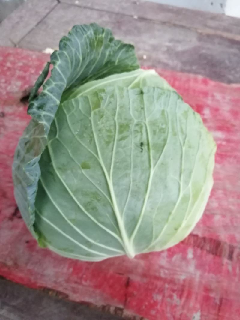 圆包菜，扁包菜，货源充足，诚信经营，质优价廉，欢迎订购。