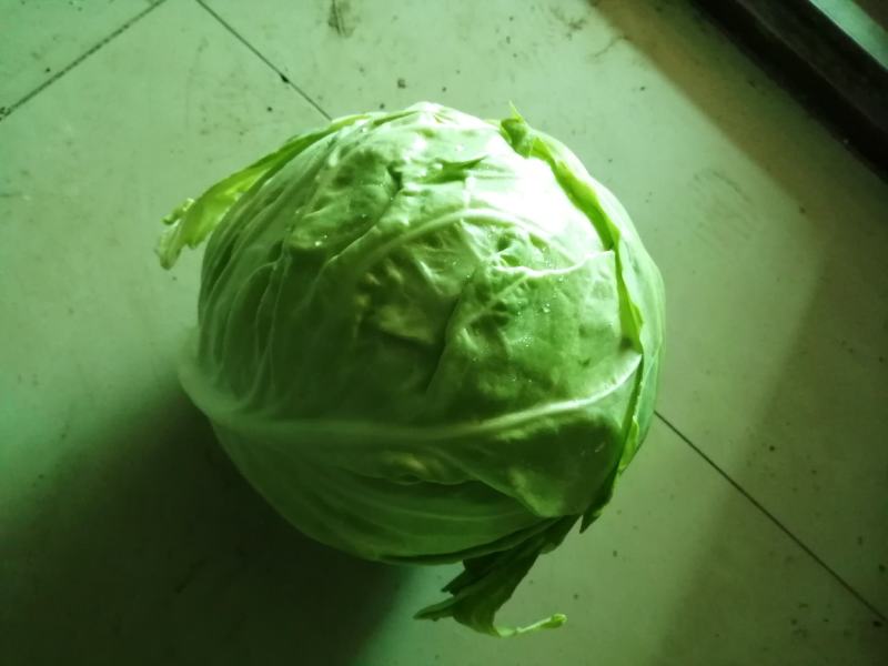 圆包菜，扁包菜，货源充足，诚信经营，质优价廉，欢迎订购。
